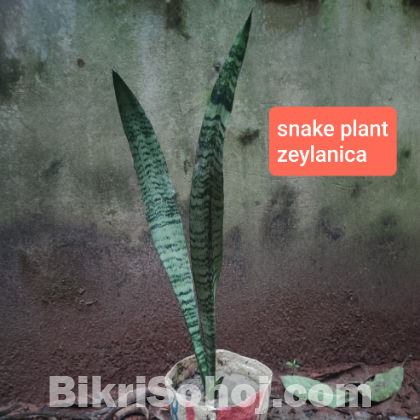 Snake Plant Zeylanica